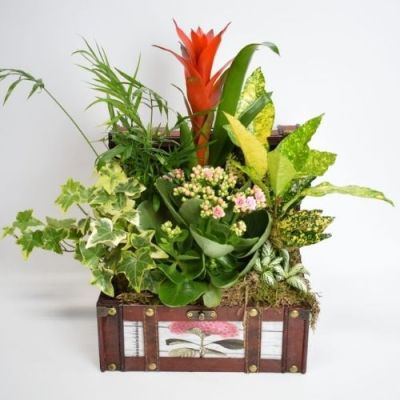 Baúl de plantas variadas