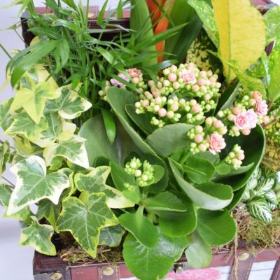 Composición de plantas artesanal