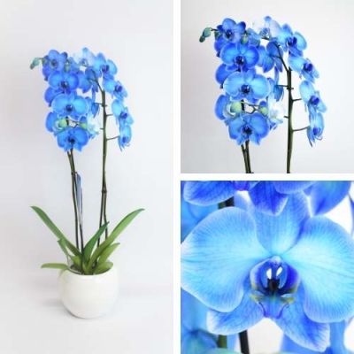Orquídea azul